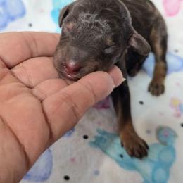 Rolo - Chocolate male Goldendoodle puppy in Austin, Texas from Austin Doodles & Poodles