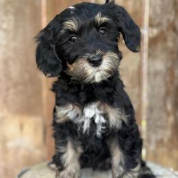 Colorado Green - Phantom male Goldendoodle puppy in Twin Falls, Idaho from Magic Valley Family Doodles