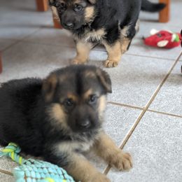 German Shepherd Puppies from Valley Shepherds LLC