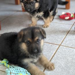 German Shepherd Puppies from Valley Shepherds LLC