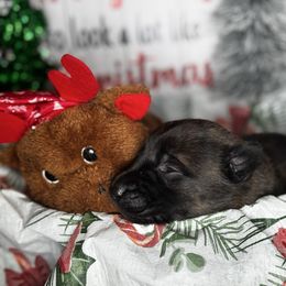 Amber - Black brindle female Dutch Shepherd puppy in Clarksville, Tennessee from Vuurhart Herders