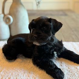 Vicki - Black female Miniature Schnauzer puppy in Daphne, Alabama from Bearded Besties of Alabama
