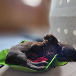 German Shorthaired Pointer Puppies from Aisling