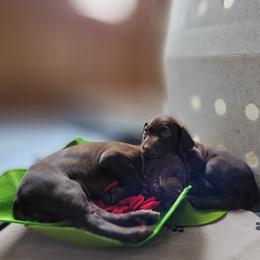 German Shorthaired Pointer Puppies from Aisling