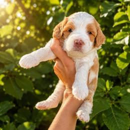 Howdy - Caramel cream male Australian Labradoodle puppy in Millville, California from Hope Lane Kennels