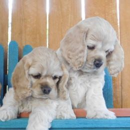 Cocker Spaniel Puppies from Doc's Cockers