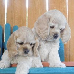 Cocker Spaniel Puppies from Doc's Cockers