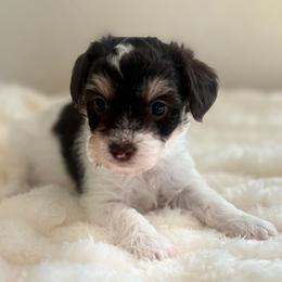 Reef - Parti male Yorkipoo puppy in San Antonio, Texas from Sweet as dessert puppies
