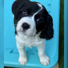 English Springer Spaniel Puppies from Butterfield Trail Farm