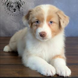 Treasure - Red merle female Australian Shepherd puppy in Fultonville, New York from Sandy Aussies, Mini Dachshunds & Pomeranians