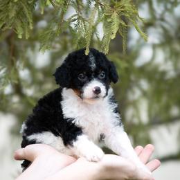Mario - Black tri-color male Aussiedoodle puppy in Jacksonville, Florida from Lolo’s Aussiedoodle