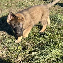 Annabelle - Sable female German Shepherd puppy in Lewisburg, Kentucky from RED’s German Shepherds