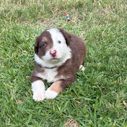 Orange - Red tri-color male Australian Shepherd puppy in Fontana, California from J.O Family Aussies