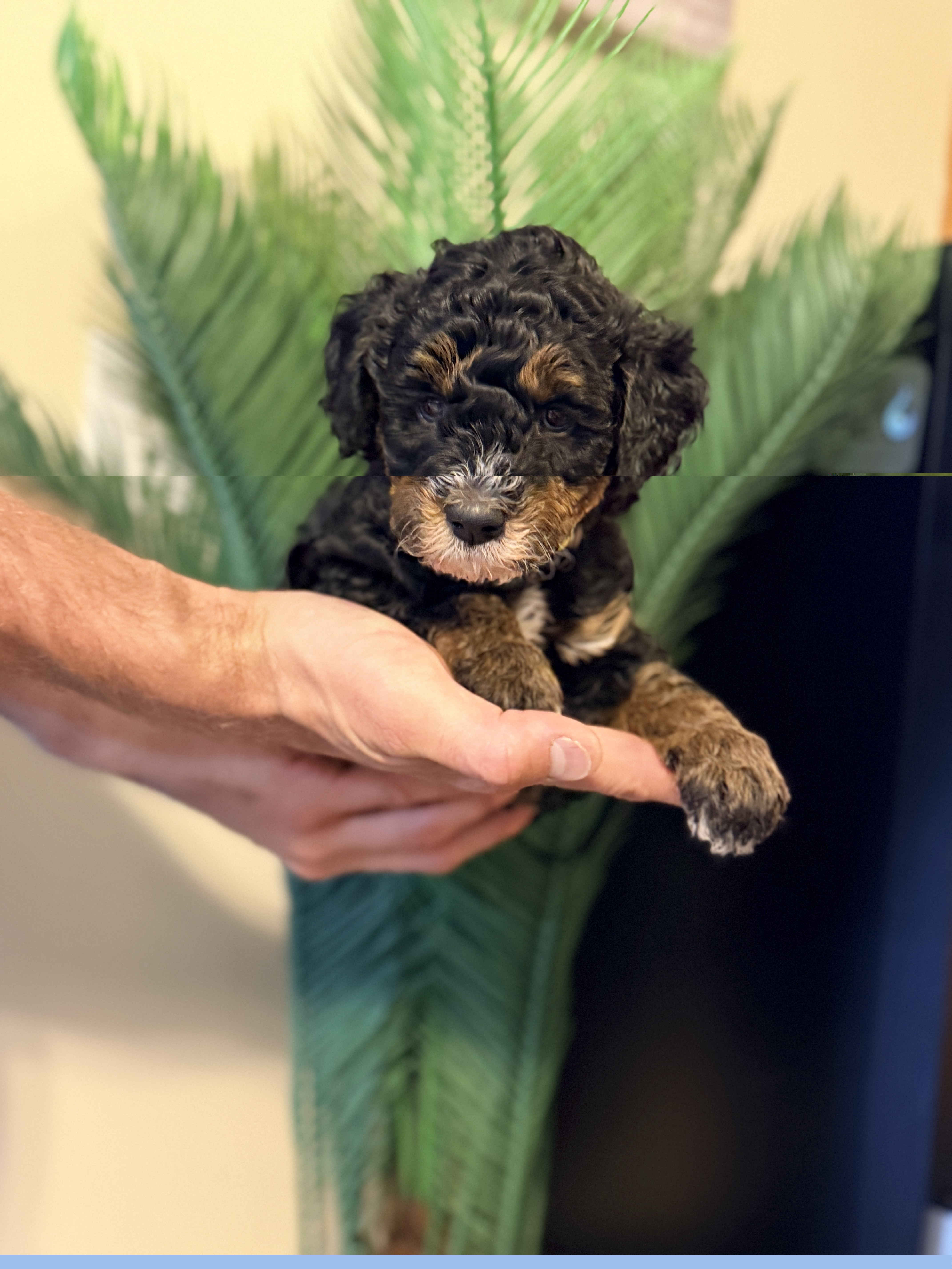 Travel - yellow - Phantom female Bernedoodle puppy in Charleston, South Carolina from Palm Belle Doodles