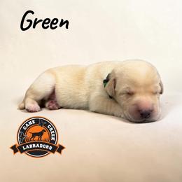 Green - Yellow male Labrador Retriever puppy in Dickson, Tennessee from Cane Creek Labradors