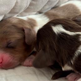 Story - Merle female Cavapoo puppy in Beckley, West Virginia from By Design Doodles