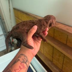 Yellow Collar - Chocolate male Assorted Doodle Crosses puppy in Conway, Arkansas from Hollins Doodles