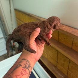 Yellow Collar - Chocolate male Assorted Doodle Crosses puppy in Conway, Arkansas from Hollins Doodles