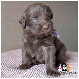 Apple Creek Doodles - F1 Labradoodle puppies. - Chocolate male Labradoodle puppy in Jeddo, Michigan from Apple Creek Doodles