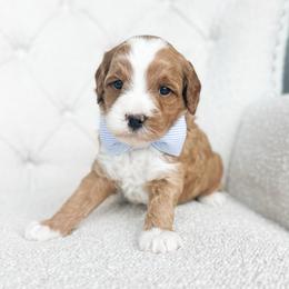 Apollo - Red  male Goldendoodle puppy in Sterling, Illinois from Charley's Goldendoodles