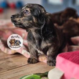 Nebula - Brindle female Dachshund puppy in Hoquiam, Washington from Heyd's Mini Dachshunds