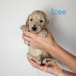 Icee (light blue collar) - Apricot male Goldendoodle puppy in Murrieta, California from Apricot Poodles & Goldendoodles, LLC