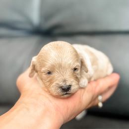 Coral - Apricot female Cavapoo puppy in Saint George, Utah from Fitzdoodles