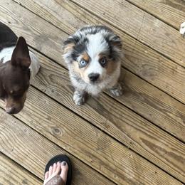 Miniature Australian Shepherd Puppies from Wes Whitehead