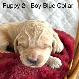 Puppy 2 Blue Collar - Buff and white male Cockapoo puppy in Ankeny, Iowa from Maple’s Cockapoo's and Libby's Schnauzer Puppies