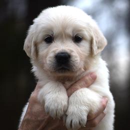 Romea - Light golden male Golden Retriever puppy in Hagerstown, Maryland from Pinewood Acres Goldens