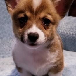 American Corgi and Pembroke Welsh Corgi Puppies from Whimsical Treasure Corgis