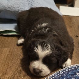 Grape - Red tri-color female Miniature American Shepherd puppy in Vancouver, Washington from BonDrew's Miniature American Shepherds
