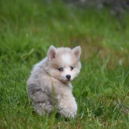 Pepper Jack Cheese - Merle male Pomsky puppy in Coos Bay, Oregon from Ocean View Pomskies