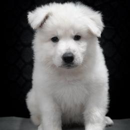 Green Collar Boy - White male Berger Blanc Suisse puppy in Aurora, Colorado from Moonlight Berger Blanc Suisses