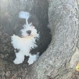 Panda - Black and white male Shihpoo puppy in Wakeman, Ohio from Gemstone Puppies