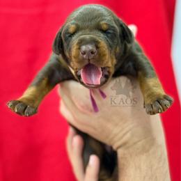 Pink Collar Girl - Red and rust female Doberman Pinscher puppy in Cape Coral, Florida from Divine Kaos European Dobermann