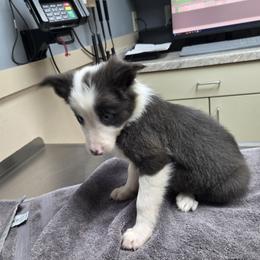 Kodi May Rouch - Blue female Border Collie puppy in Gary, Indiana from Lake Ridge Border Collies
