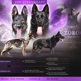 German Shepherd puppies from Von Sternkraft German Shepherds