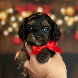 Oakley - Brown white and tan female Cockapoo puppy in 77304, Texas from Little Valley Puppies