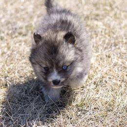 Pomsky Puppies from New World Pomskies