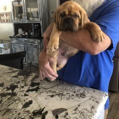Dogue de Bordeaux Puppies from Robin Newland's Dogue de Bordeaux Puppies
