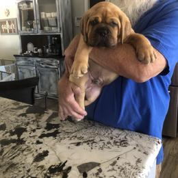 Dogue de Bordeaux Puppies from Robin Newland's Dogue de Bordeaux Puppies
