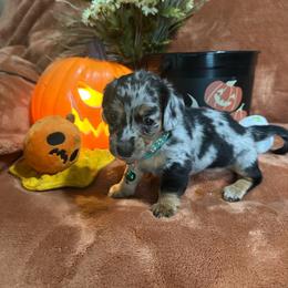 Light blue - Dapple male Dachshund puppy in Saint Jo, Texas from Reeves Dashing-Hounds