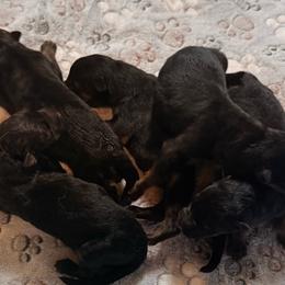 Icon - Black and red male German Shepherd puppy in Youngsville, North Carolina from di Casa Ortiz German Shepherds