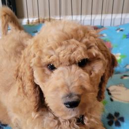Cookie,  pink - Apricot female Goldendoodle puppy in Blountsville, Alabama from Southern Charm Goldendoodles