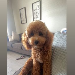 Cockapoo All Grown Up from Lakeside Cockapoos