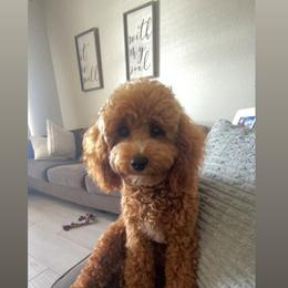 Cockapoo All Grown Up from Lakeside Cockapoos