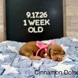 Cinnamon Dolce - Red female Dachshund puppy in Goodyear, Arizona from AZ Low Life Doxies