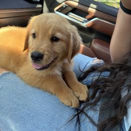 Goldendoodle and Golden Retriever Puppies from BloomingPuppies