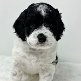Blue collar - Black white and tan Cockapoo puppy in Oologah, Oklahoma from Timber Hills Poodles and Doodles